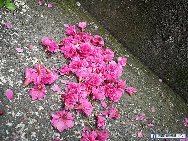 基隆賞櫻景點【2021基隆紅淡山賞櫻】低海拔小百岳輕鬆爬山健行路線推薦/欣賞基隆五大美景 基隆賞櫻景點【2021基隆紅淡山賞櫻】低海拔小百岳輕鬆爬山健行路線推薦/欣賞基隆五大美景