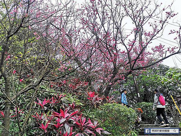 基隆賞櫻景點【2021基隆紅淡山賞櫻】低海拔小百岳輕鬆爬山健行路線推薦/欣賞基隆五大美景 基隆賞櫻景點【2021基隆紅淡山賞櫻】低海拔小百岳輕鬆爬山健行路線推薦/欣賞基隆五大美景