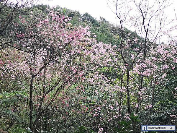 基隆賞櫻景點【2021基隆紅淡山賞櫻】低海拔小百岳輕鬆爬山健行路線推薦/欣賞基隆五大美景 基隆賞櫻景點【2021基隆紅淡山賞櫻】低海拔小百岳輕鬆爬山健行路線推薦/欣賞基隆五大美景