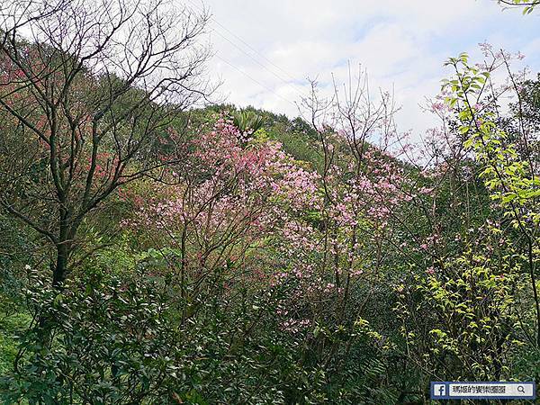 基隆賞櫻景點【2021基隆紅淡山賞櫻】低海拔小百岳輕鬆爬山健行路線推薦/欣賞基隆五大美景 基隆賞櫻景點【2021基隆紅淡山賞櫻】低海拔小百岳輕鬆爬山健行路線推薦/欣賞基隆五大美景