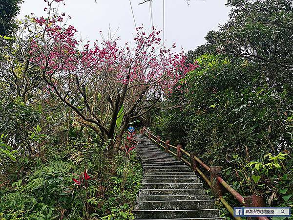 基隆賞櫻景點【2021基隆紅淡山賞櫻】低海拔小百岳輕鬆爬山健行路線推薦/欣賞基隆五大美景 基隆賞櫻景點【2021基隆紅淡山賞櫻】低海拔小百岳輕鬆爬山健行路線推薦/欣賞基隆五大美景