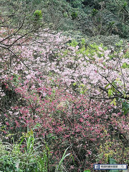 基隆賞櫻景點【2021基隆紅淡山賞櫻】低海拔小百岳輕鬆爬山健行路線推薦/欣賞基隆五大美景 基隆賞櫻景點【2021基隆紅淡山賞櫻】低海拔小百岳輕鬆爬山健行路線推薦/欣賞基隆五大美景