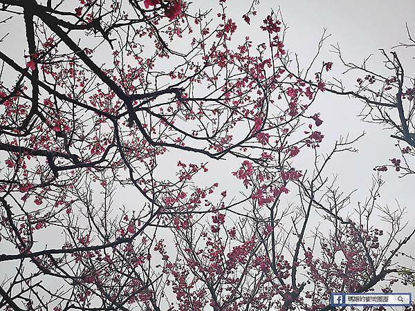 基隆賞櫻景點【2021基隆紅淡山賞櫻】低海拔小百岳輕鬆爬山健行路線推薦/欣賞基隆五大美景 基隆賞櫻景點【2021基隆紅淡山賞櫻】低海拔小百岳輕鬆爬山健行路線推薦/欣賞基隆五大美景