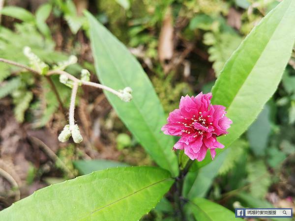 基隆賞櫻景點【2021基隆紅淡山賞櫻】低海拔小百岳輕鬆爬山健行路線推薦/欣賞基隆五大美景 基隆賞櫻景點【2021基隆紅淡山賞櫻】低海拔小百岳輕鬆爬山健行路線推薦/欣賞基隆五大美景
