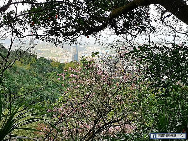 基隆賞櫻景點【2021基隆紅淡山賞櫻】低海拔小百岳輕鬆爬山健行路線推薦/欣賞基隆五大美景 基隆賞櫻景點【2021基隆紅淡山賞櫻】低海拔小百岳輕鬆爬山健行路線推薦/欣賞基隆五大美景