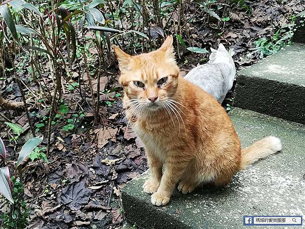 基隆賞櫻景點【2021基隆紅淡山賞櫻】低海拔小百岳輕鬆爬山健行路線推薦/欣賞基隆五大美景 基隆賞櫻景點【2021基隆紅淡山賞櫻】低海拔小百岳輕鬆爬山健行路線推薦/欣賞基隆五大美景