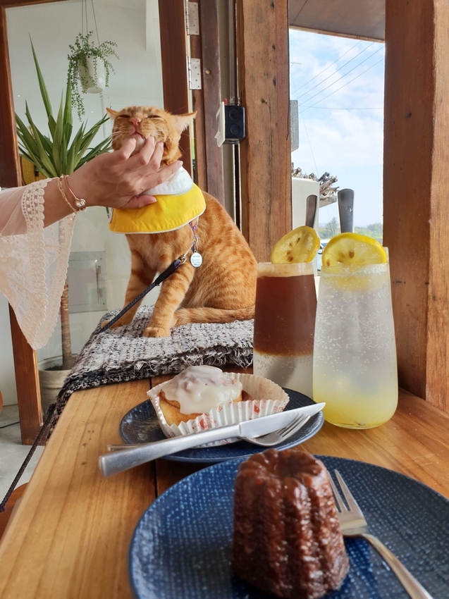 240639.jpg - 【屏東.恆春】望海咖啡推薦。萬里桐。海龜咖啡友善寵物咖啡廳