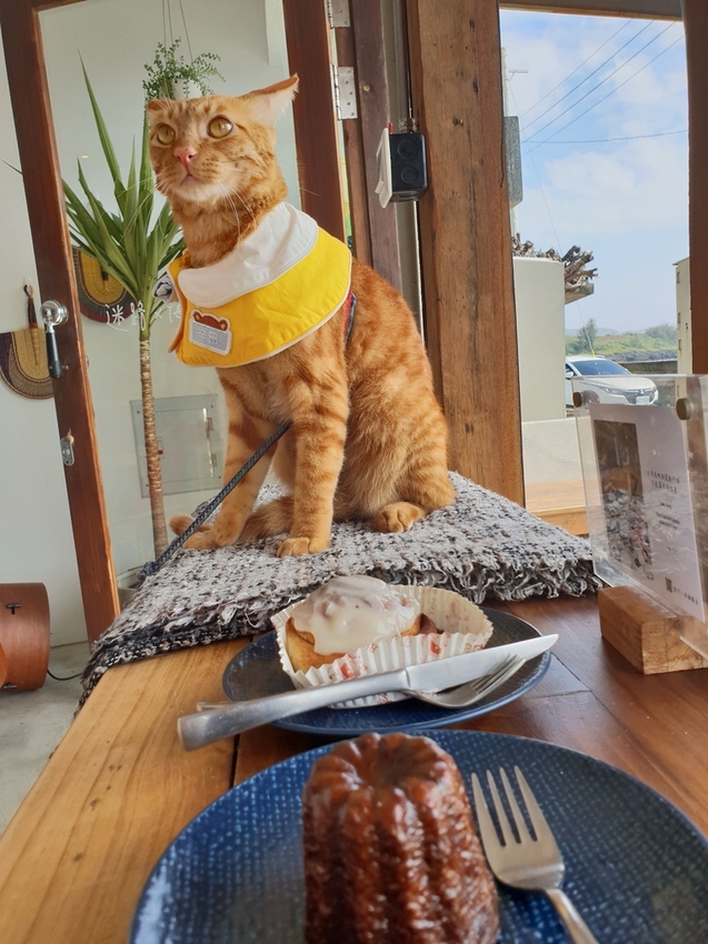 240640.jpg - 【屏東.恆春】望海咖啡推薦。萬里桐。海龜咖啡友善寵物咖啡廳