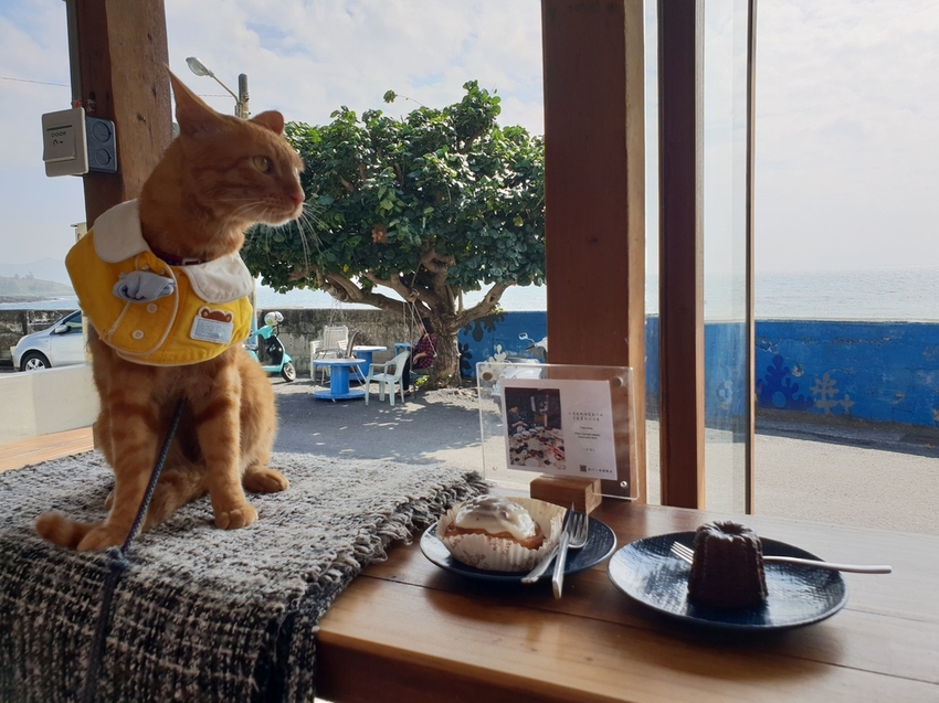 240641.jpg - 【屏東.恆春】望海咖啡推薦。萬里桐。海龜咖啡友善寵物咖啡廳