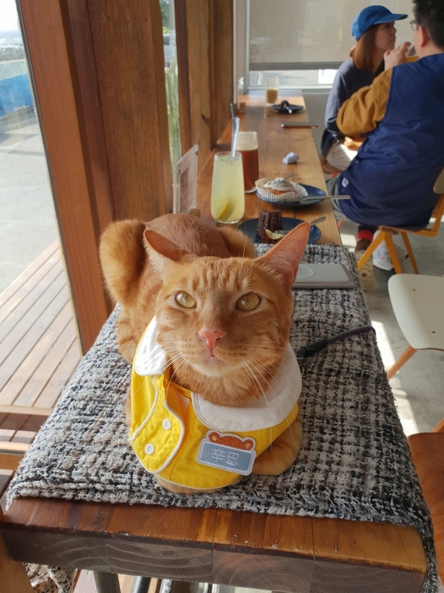 240632.jpg - 【屏東.恆春】望海咖啡推薦。萬里桐。海龜咖啡友善寵物咖啡廳