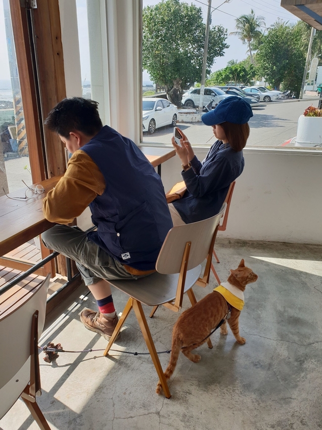 240651.jpg - 【屏東.恆春】望海咖啡推薦。萬里桐。海龜咖啡友善寵物咖啡廳
