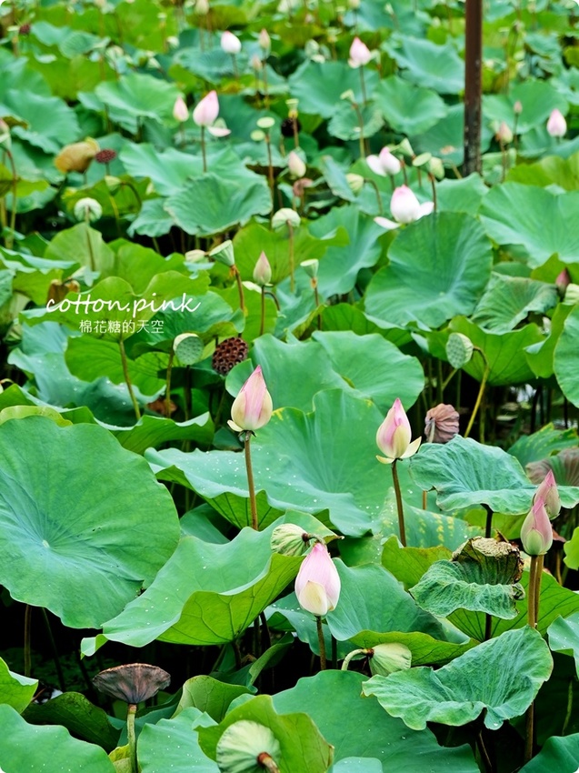 台中谷關旅遊二日行程推薦～美食、景點、還有原住民獵人學校體驗課程，谷關懶人包看這篇！