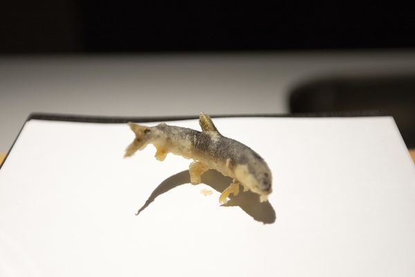 牡丹 天ぷら - 27