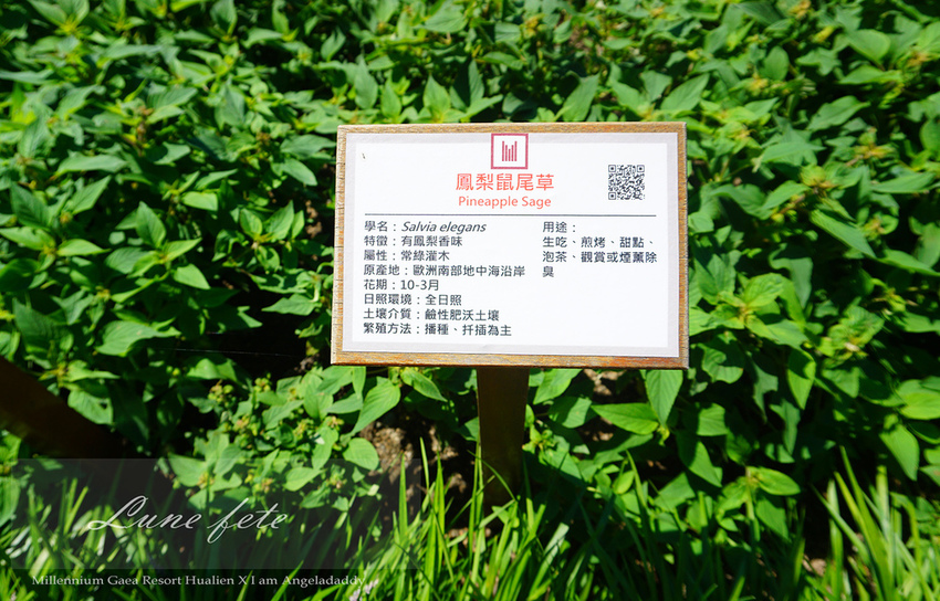 DSC07105.JPG