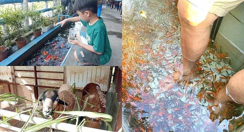 基隆景點美食》雞籠外木山景觀咖啡│看風景喝咖啡；還能一邊餵飽溫泉魚，一把一把的牧草餵食可愛羊咩咩。