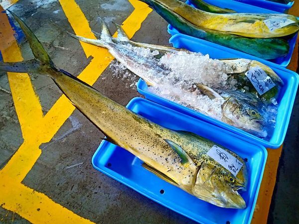 67826360_540060893400119_4560939476586594304_n