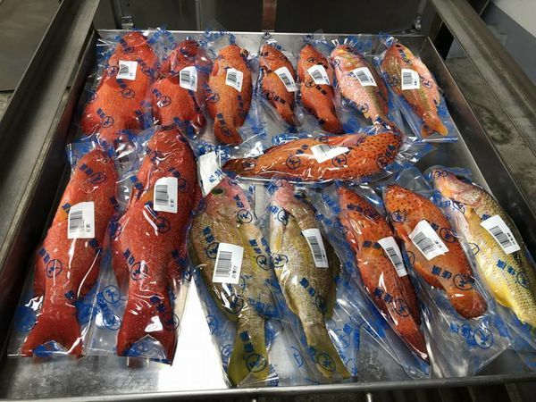 26903737_1719397324777925_6894465736863842663_n