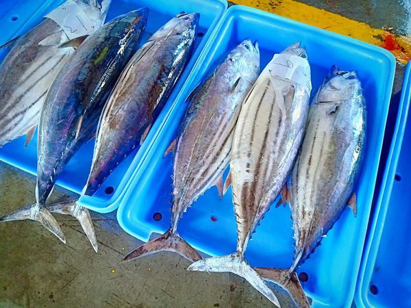 68903145_2432129600354888_956139619366207488_n