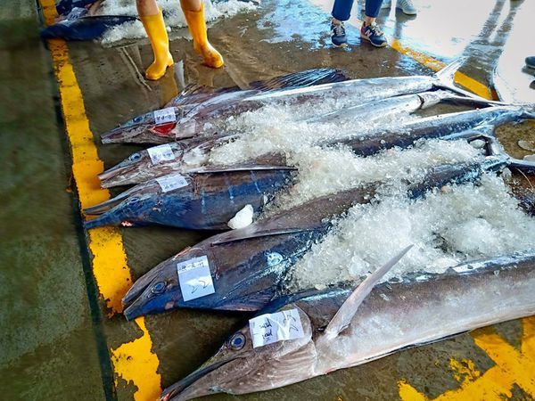 67792662_635485283526692_6742010640719675392_n