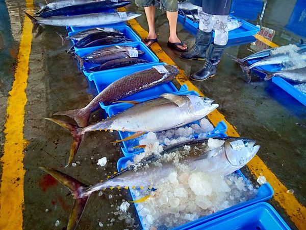 69080354_461369768018937_7063056869115297792_n