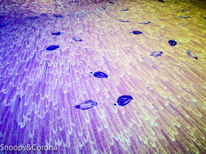 【台中景點】台中最新親子景點｜喜晶A光學觀光工廠～來當恐龍訓練師、DIY手作專屬的VR虛擬實境眼鏡