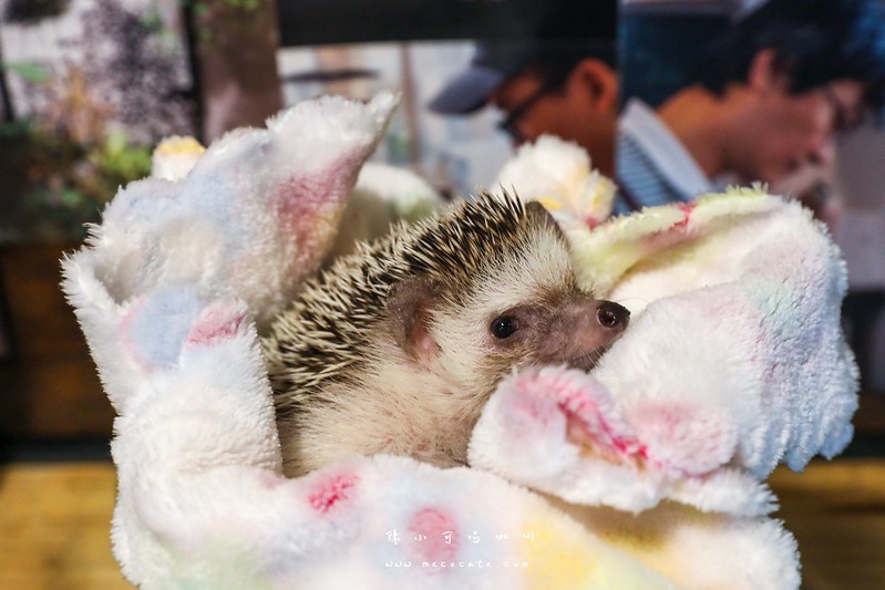 LEE café手作烘焙咖啡豆,LEE café手作烘焙咖啡豆菜單,台北咖啡館,台北買咖啡豆,手作布丁,新北市咖啡館,萬華咖啡廳,萬華咖啡館 @陳小可的吃喝玩樂