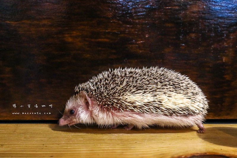 LEE café手作烘焙咖啡豆,LEE café手作烘焙咖啡豆菜單,台北咖啡館,台北買咖啡豆,手作布丁,新北市咖啡館,萬華咖啡廳,萬華咖啡館 @陳小可的吃喝玩樂