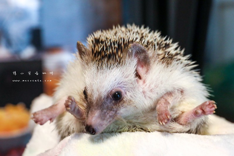 LEE café手作烘焙咖啡豆,LEE café手作烘焙咖啡豆菜單,台北咖啡館,台北買咖啡豆,手作布丁,新北市咖啡館,萬華咖啡廳,萬華咖啡館 @陳小可的吃喝玩樂