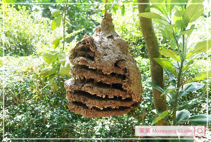 桃園旅遊 桃稻新屋趣 野Fun新屋 生態假期