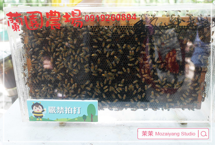 桃園旅遊 桃稻新屋趣 野Fun新屋 生態假期