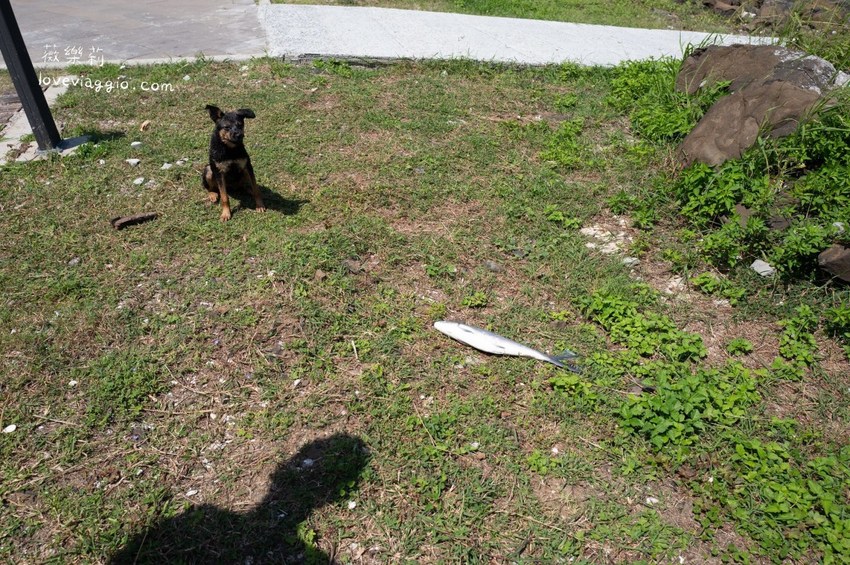 HUKA,PIDC 澎湖國際潛水中心,潛水教學,潛水課程,澎湖景點,澎湖潛水,美人魚裝,體驗潛水 @薇樂莉 Love Viaggio | 旅行.生活.攝影