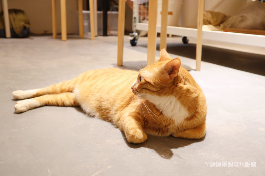 新竹美食推薦喜食廚房！新竹也有好吃又夢幻的彩虹漢堡，天公壇附近新開幕結合藝術的美食餐廳