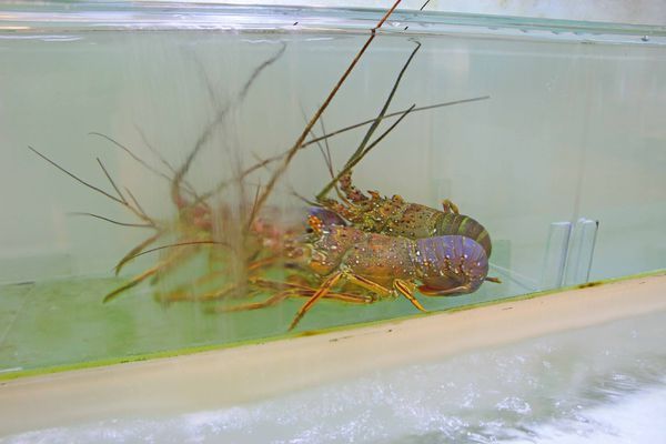 【澎湖美食】聚味軒海鮮中餐廳 China Spice-在地食材與中式料理精隨的美味結合 【澎湖美食】聚味軒海鮮中餐廳 China Spice-在地食材與中式料理精隨的美味結合