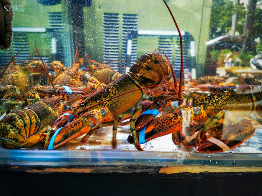 新竹無菜單料理》山上走走 日式無菜單海鮮鍋物 - 千元超值無菜單生猛海鮮火鍋 活體波士頓龍蝦 X A5和牛 X 松露龍蝦雜炊粥 - 時空幻境 凌雲江海清