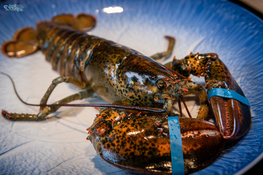 新竹無菜單料理》山上走走 日式無菜單海鮮鍋物 - 千元超值無菜單生猛海鮮火鍋 活體波士頓龍蝦 X A5和牛 X 松露龍蝦雜炊粥 - 時空幻境 凌雲江海清