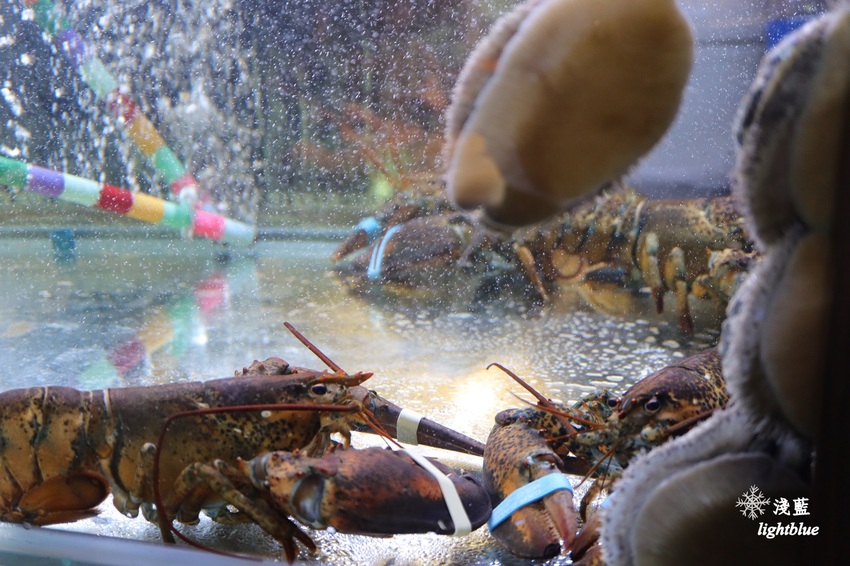 新竹美食：淺藍 × 山上走走～千元有找均一價超值日式無菜單海鮮鍋物
