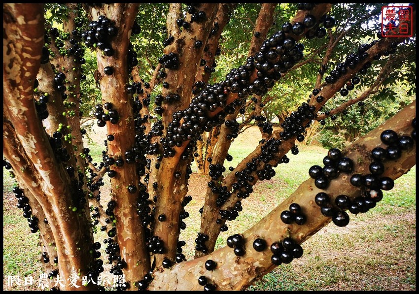 埔里景點|果寶歡酵有機嘉寶果農場．體驗採樹葡萄樂趣/DIY - 假日農夫愛趴趴照