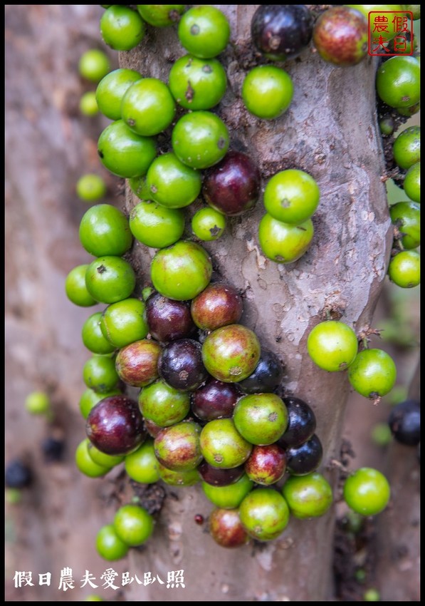 埔里景點|果寶歡酵有機嘉寶果農場．體驗採樹葡萄樂趣/DIY - 假日農夫愛趴趴照