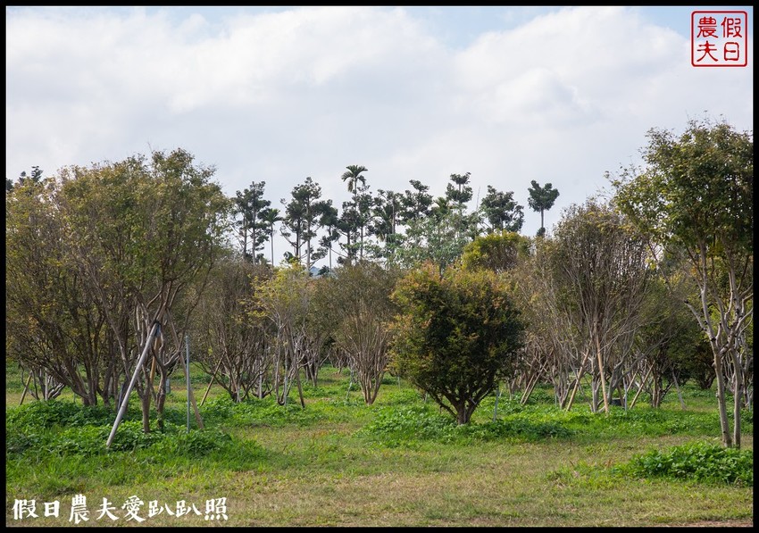 埔里景點|果寶歡酵有機嘉寶果農場．體驗採樹葡萄樂趣/DIY - 假日農夫愛趴趴照