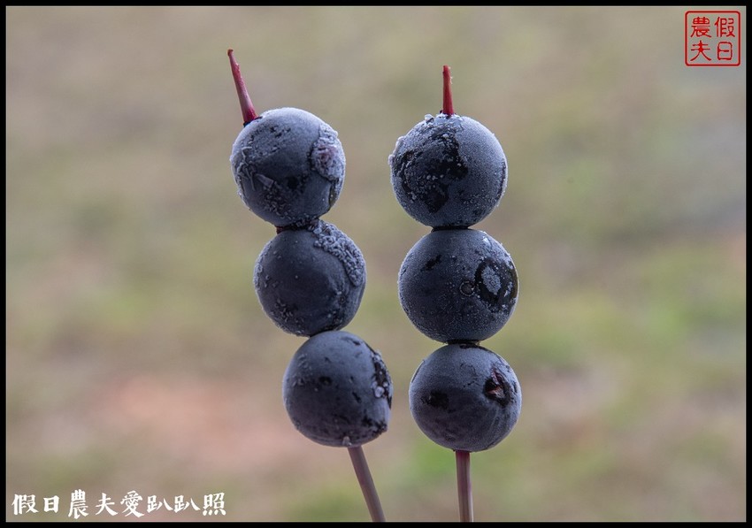 埔里景點|果寶歡酵有機嘉寶果農場．體驗採樹葡萄樂趣/DIY - 假日農夫愛趴趴照