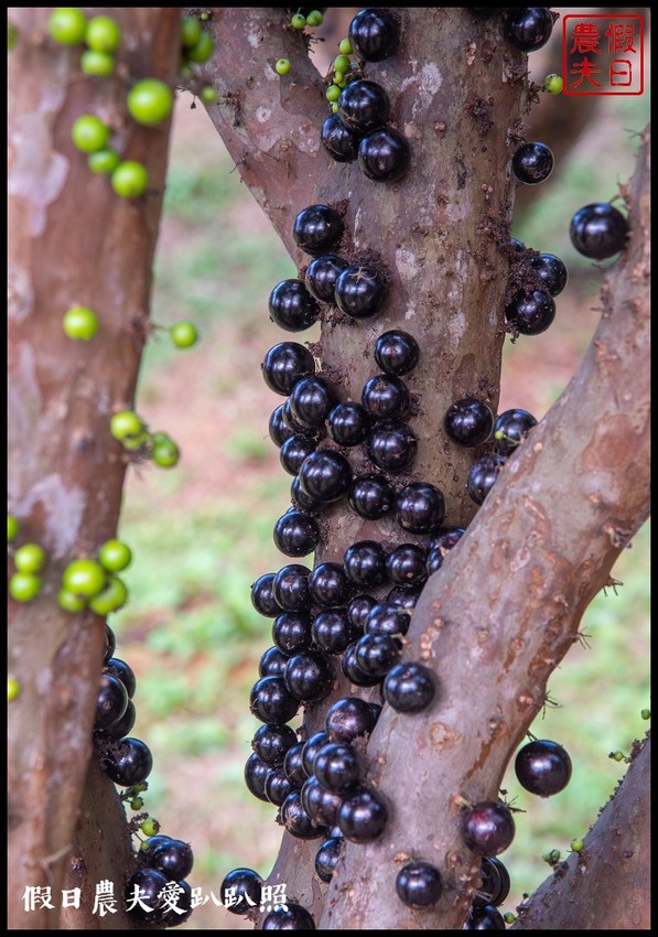 埔里景點|果寶歡酵有機嘉寶果農場．體驗採樹葡萄樂趣/DIY - 假日農夫愛趴趴照