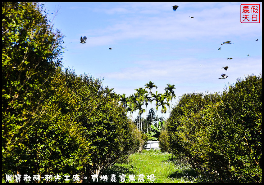 果寶歡酵-觀光工廠。有機嘉寶果農場_DSC9776