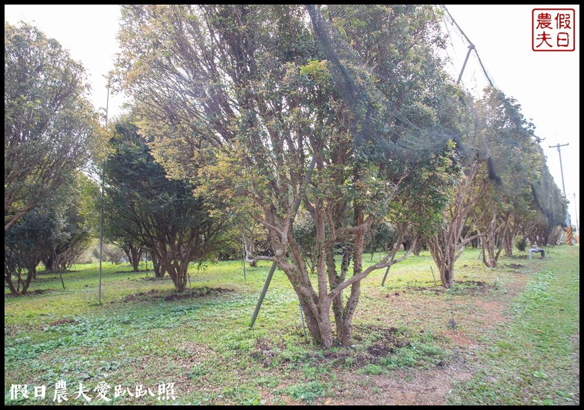 埔里景點|果寶歡酵有機嘉寶果農場．體驗採樹葡萄樂趣/DIY - 假日農夫愛趴趴照