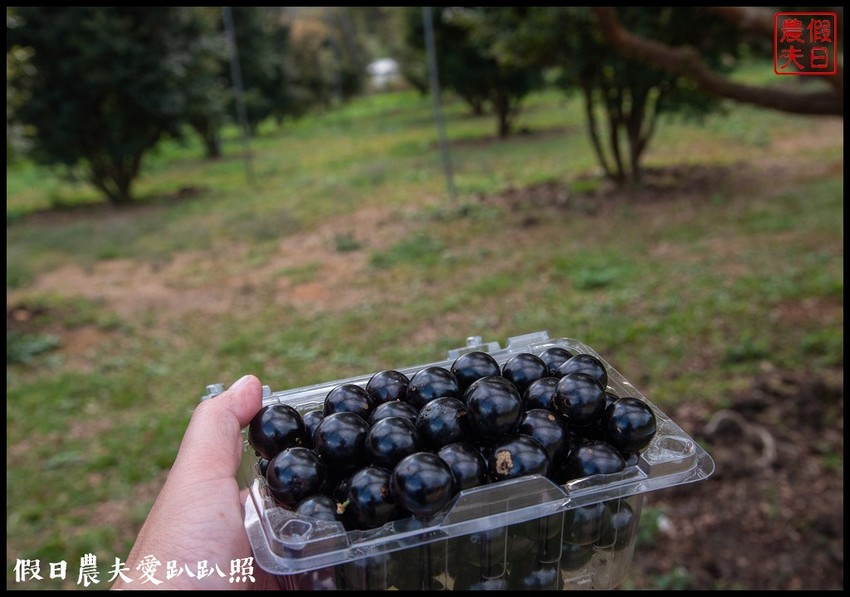 埔里景點|果寶歡酵有機嘉寶果農場．體驗採樹葡萄樂趣/DIY - 假日農夫愛趴趴照