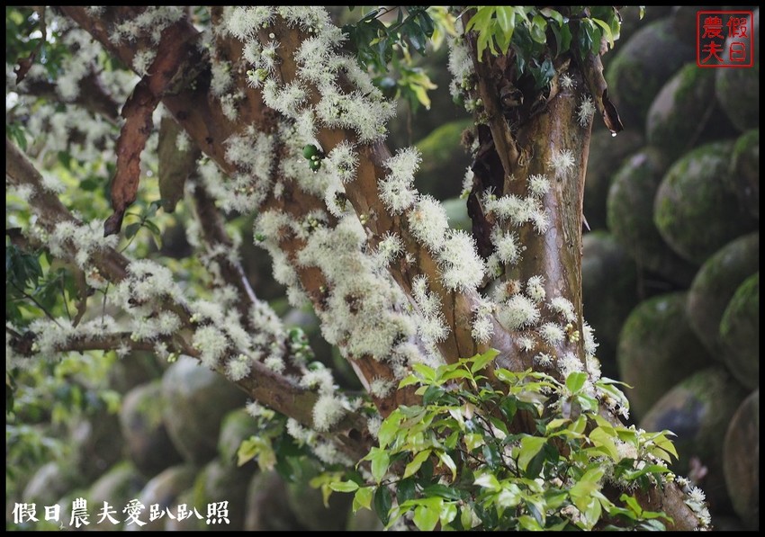 埔里景點|果寶歡酵有機嘉寶果農場．體驗採樹葡萄樂趣/DIY - 假日農夫愛趴趴照