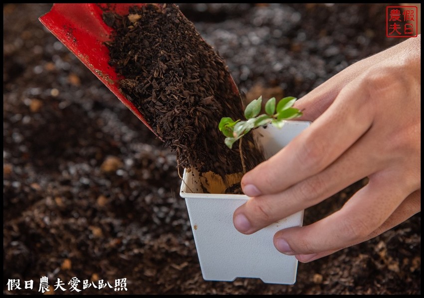 埔里景點|果寶歡酵有機嘉寶果農場．體驗採樹葡萄樂趣/DIY - 假日農夫愛趴趴照