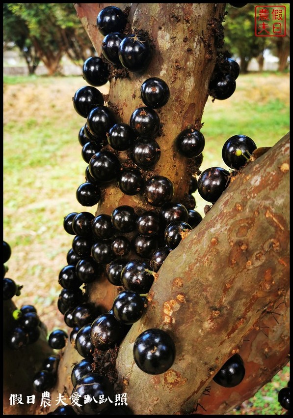 埔里景點|果寶歡酵有機嘉寶果農場．體驗採樹葡萄樂趣/DIY - 假日農夫愛趴趴照
