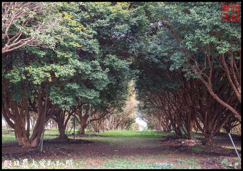 埔里景點|果寶歡酵有機嘉寶果農場．體驗採樹葡萄樂趣/DIY - 假日農夫愛趴趴照