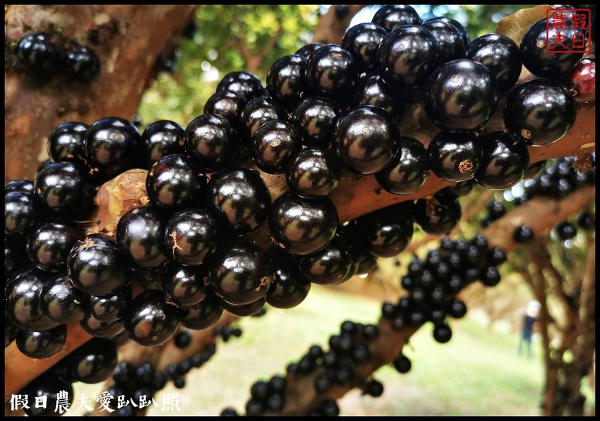 埔里景點|果寶歡酵有機嘉寶果農場．體驗採樹葡萄樂趣/DIY - 假日農夫愛趴趴照