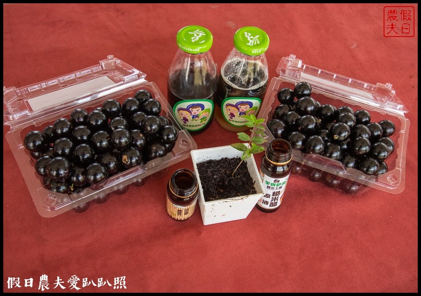 埔里景點|果寶歡酵有機嘉寶果農場．體驗採樹葡萄樂趣/DIY - 假日農夫愛趴趴照